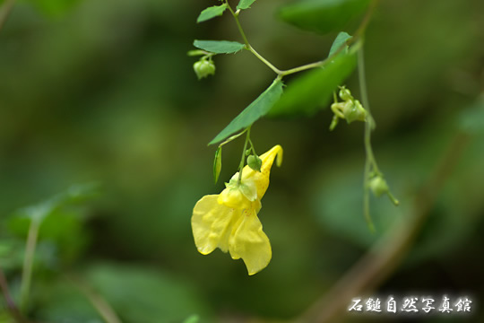 ユキワリイチゲ（雪割一華）の高画質写真