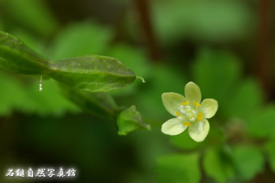 トウゴクサバノオ（東国鯖の尾）の高画質写真