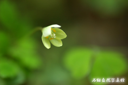 トウゴクサバノオ（東国鯖の尾）の高画質写真