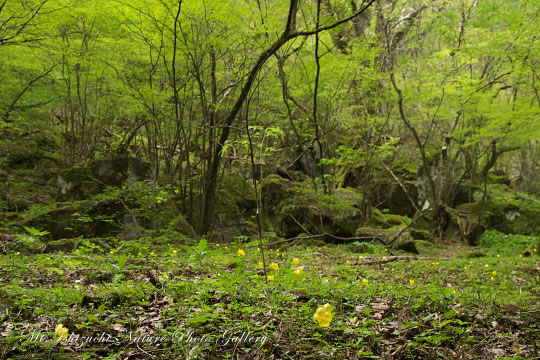 ヤマブキソウ（山吹草）の高画質写真