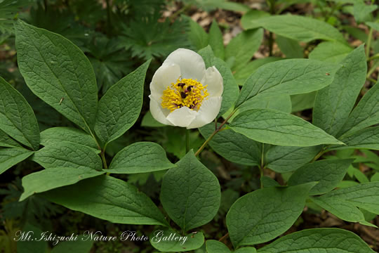 ヤマシャクヤク（山芍薬）の高画質写真