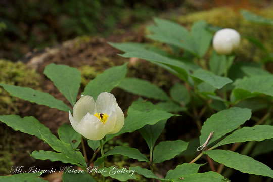 ヤマシャクヤク（山芍薬）の高画質写真