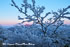 「春の尾根に霧氷の華咲く」写真集(03)