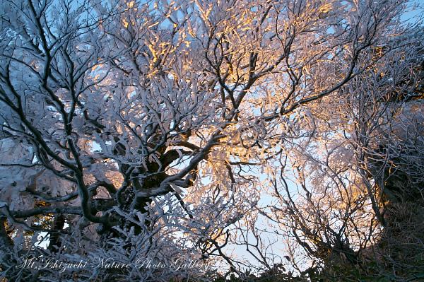 写真集 No.7 －春の尾根に霧氷の華咲く－