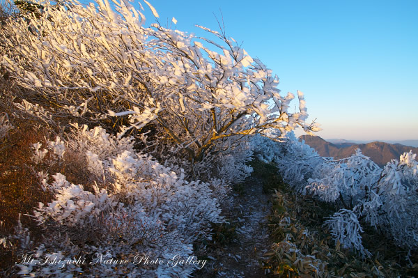 写真集 No.10 －春の尾根に霧氷の華咲く－