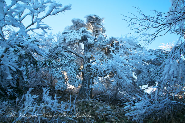 写真集 No.15 －春の尾根に霧氷の華咲く－