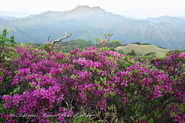 写真集 No.4 －初夏の花咲く瓶ヶ森－