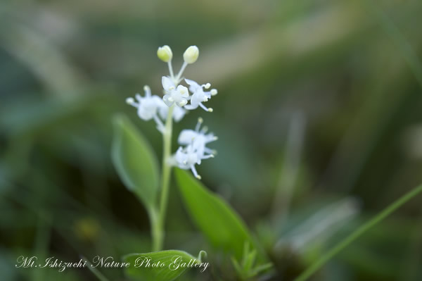 写真集 No.8 －初夏の花咲く瓶ヶ森－