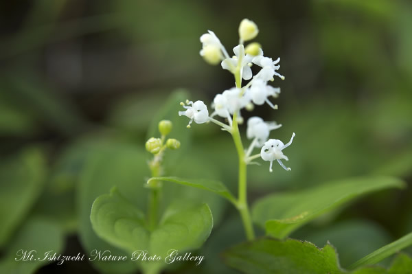 写真集 No.9 －初夏の花咲く瓶ヶ森－