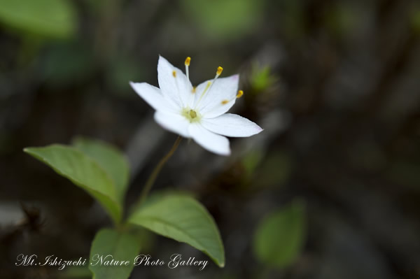 写真集 No.10 －初夏の花咲く瓶ヶ森－