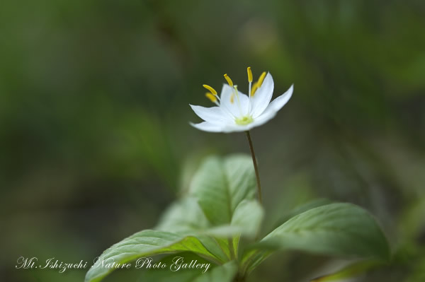 写真集 No.11 －初夏の花咲く瓶ヶ森－