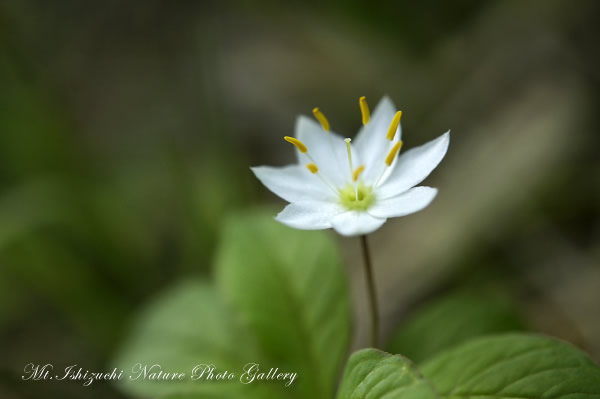 写真集 No.12 －初夏の花咲く瓶ヶ森－