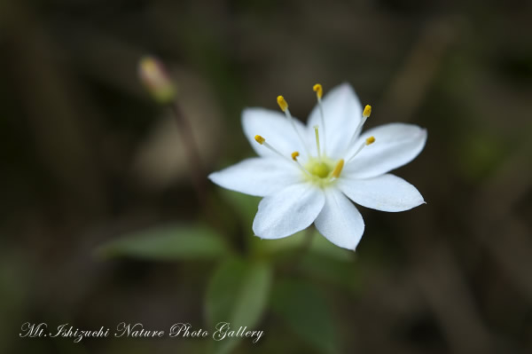 写真集 No.13 －初夏の花咲く瓶ヶ森－