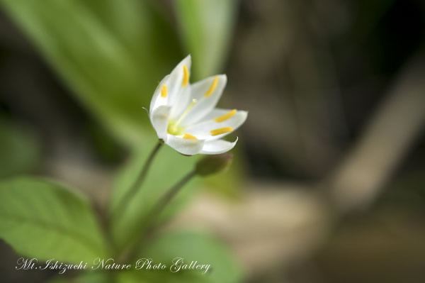 写真集 No.14 －初夏の花咲く瓶ヶ森－