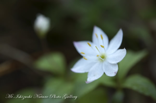 写真集 No.15 －初夏の花咲く瓶ヶ森－