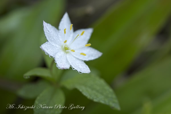 写真集 No.16 －初夏の花咲く瓶ヶ森－