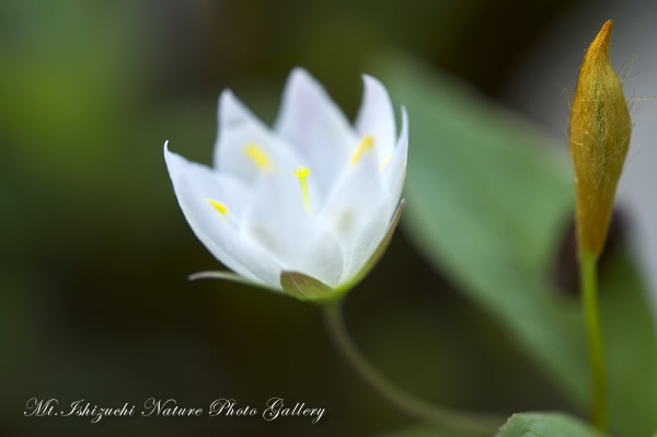 写真集 No.17 －初夏の花咲く瓶ヶ森－