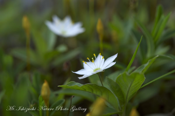 写真集 No.18 －初夏の花咲く瓶ヶ森－