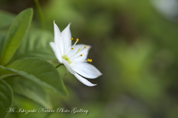 写真集 No.19 －初夏の花咲く瓶ヶ森－