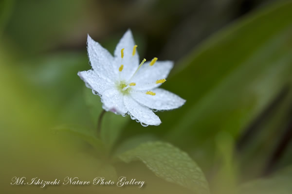 写真集 No.20 －初夏の花咲く瓶ヶ森－