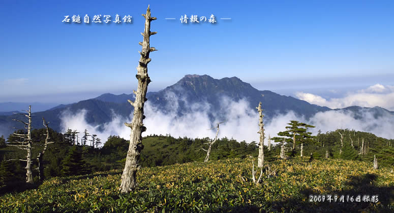 瓶ヶ森から見える石鎚山の代表的な風景