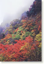 石鎚山北壁の紅葉