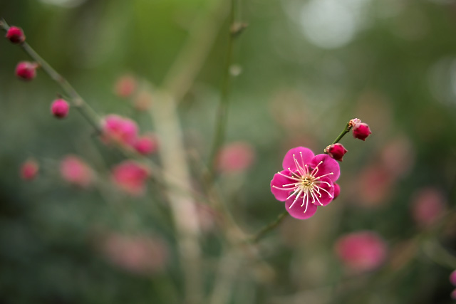 紅梅の写真-2