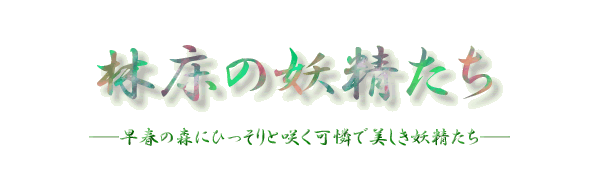 春の妖精（スプリング・エフェメラル）フォトアルバム