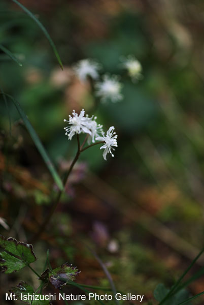 写真集 No.2 －セリバオウレン（芹葉黄蓮）－