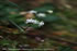 「セリバオウレン－林床の妖精－」写真集(02)