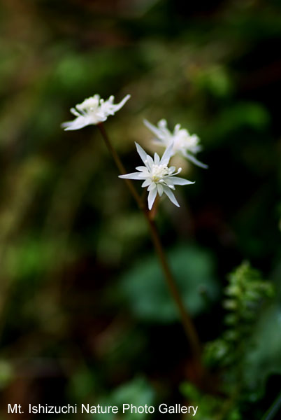 写真集 No.4 －セリバオウレン（芹葉黄蓮）－