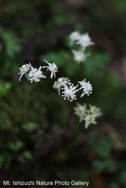 写真集 No.6 －セリバオウレン（芹葉黄蓮）－