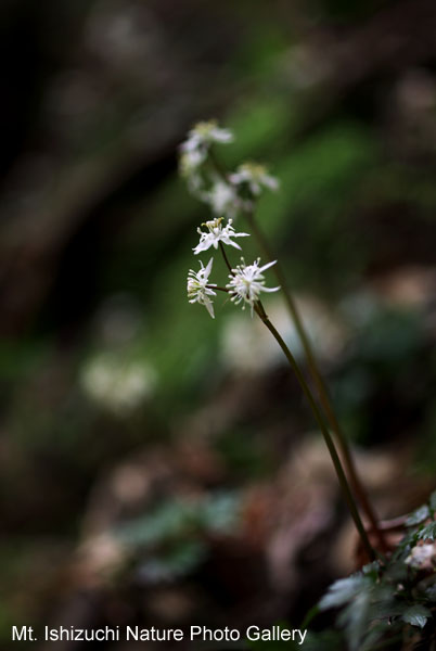 写真集 No.8 －セリバオウレン（芹葉黄蓮）－