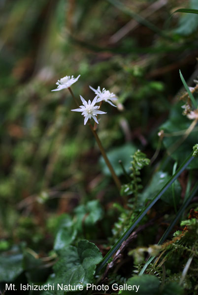 写真集 No.9 －セリバオウレン（芹葉黄蓮）－