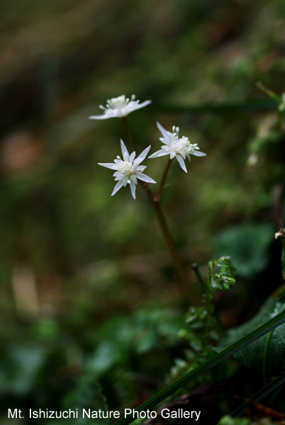 写真集 No.10 －セリバオウレン（芹葉黄蓮）－