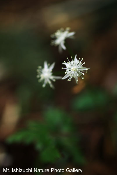 写真集 No.11 －セリバオウレン（芹葉黄蓮）－