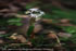 「セリバオウレン－林床の妖精－」写真集(12)