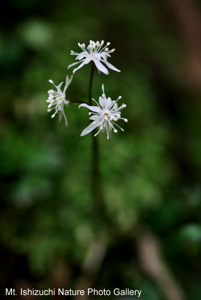 写真集 No.13 －セリバオウレン（芹葉黄蓮）－