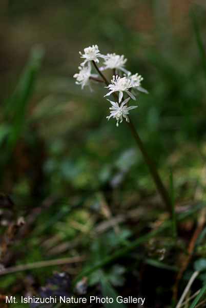 写真集 No.14 －セリバオウレン（芹葉黄蓮）－