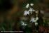 「セリバオウレン－林床の妖精－」写真集(17)