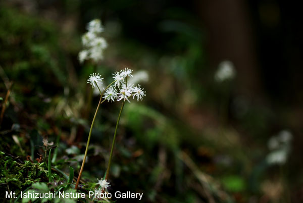 写真集 No.20 －セリバオウレン（芹葉黄蓮）－