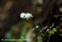 「セリバオウレン－林床の妖精－」写真集(21)