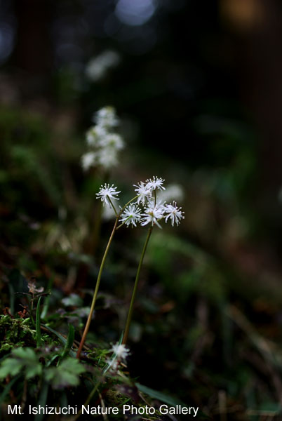 写真集 No.22 －セリバオウレン（芹葉黄蓮）－