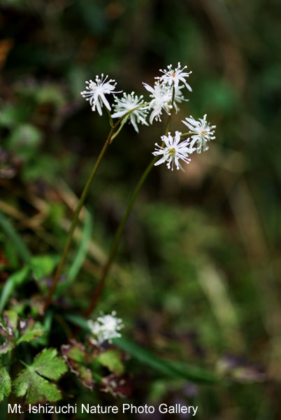 写真集 No.23 －セリバオウレン（芹葉黄蓮）－