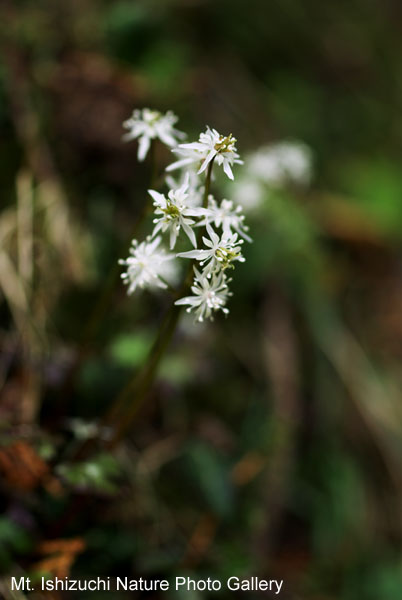 写真集 No.24 －セリバオウレン（芹葉黄蓮）－