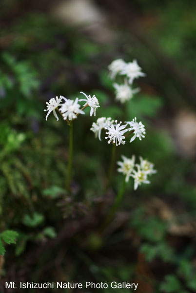 写真集 No.25 －セリバオウレン（芹葉黄蓮）－