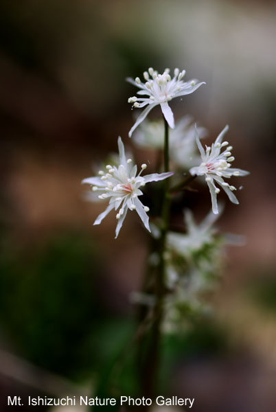 写真集 No.35 －セリバオウレン（芹葉黄蓮）－