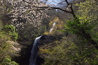 皿ヶ峰＆白猪の滝 散策レポート画像11