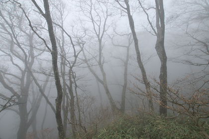 皿ヶ峰＆白猪の滝 散策レポート画像05