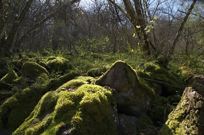 皿ヶ峰＆白猪の滝 散策レポート画像14